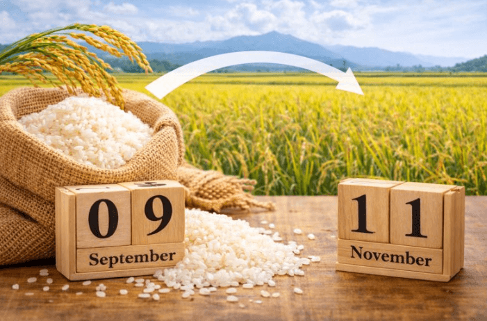 新米はいつから買える？出回る時期と旬を解説