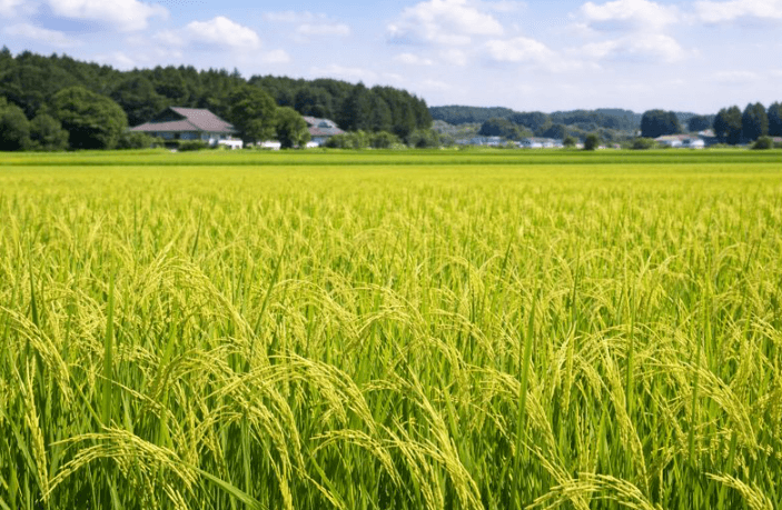 ササニシキの現在の立ち位置