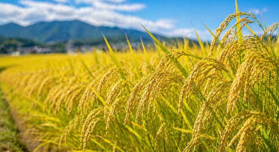 産地や特徴は？