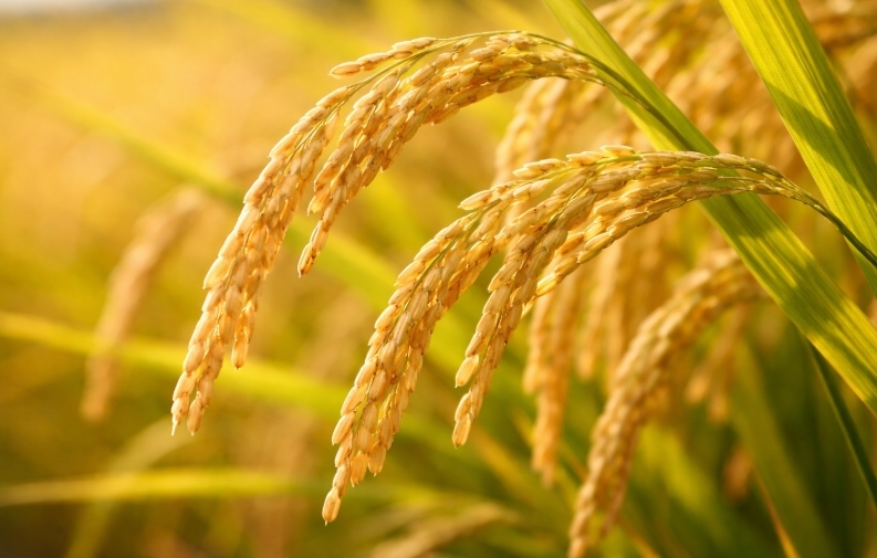 ゆめみづほはどんな味？特徴を解説