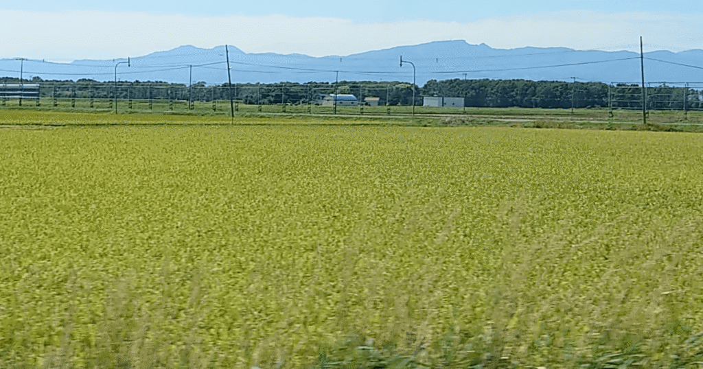 山並みを背景に広がる北海道の水田風景