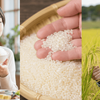 新之助の米ランクを考える食味・米粒・稲穂の評価イメージ