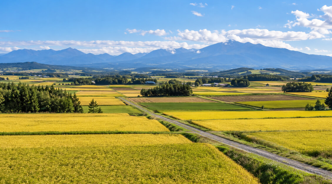 北海道のおぼろづき栽培地域をイメージした黄金色の田んぼと山並み