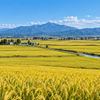 北海道のゆめぴりか産地をイメージした広大な水田と山並み